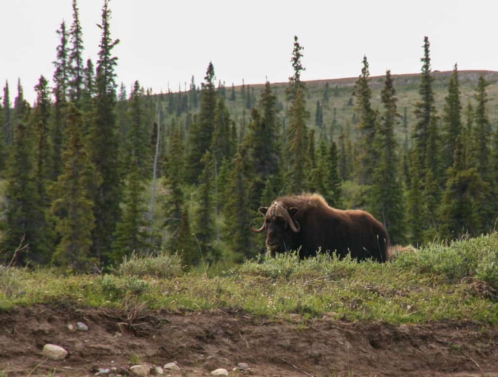 Muskox on the shores of the Horton River