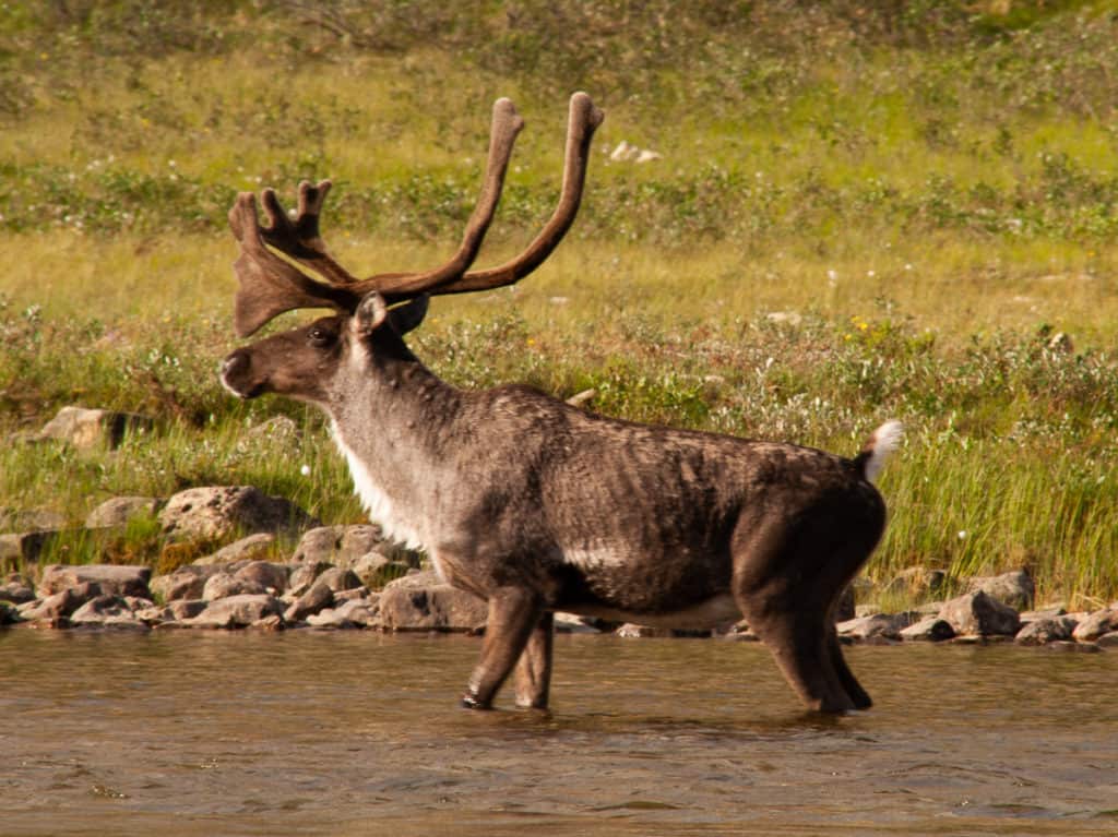 Caribou on the shores of the Horton River