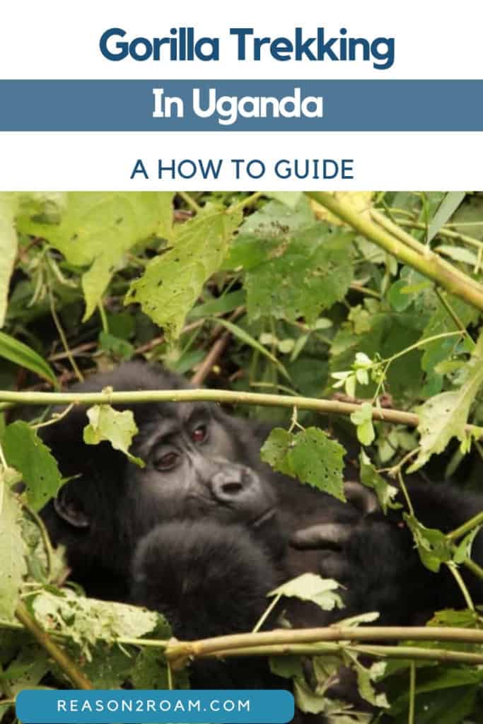 Gorilla Trekking in Uganda- A How to Guide