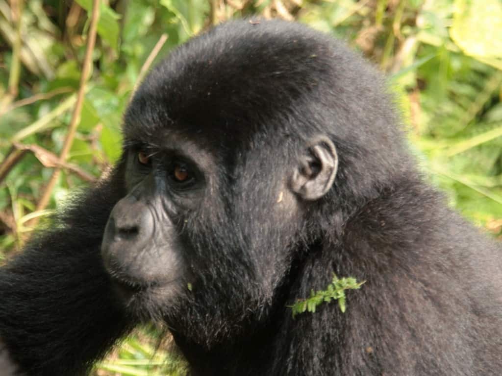 Juvenille Gorilla in Uganda