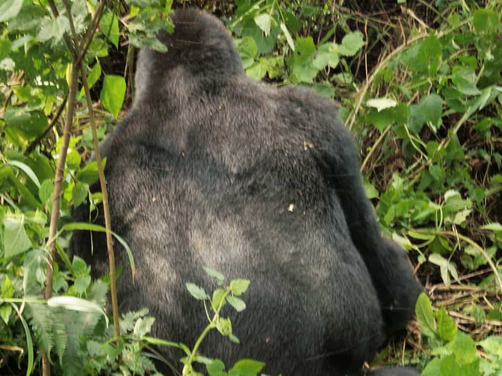 The first Gorilla we saw in Uganda- a male Silverback