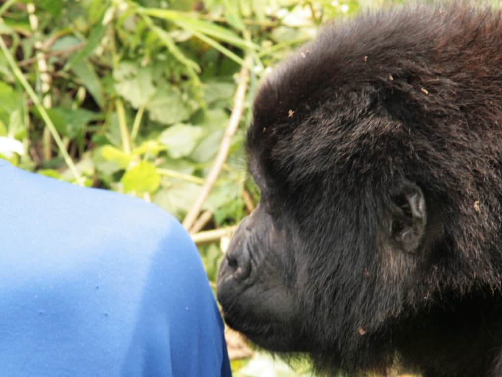 A curious female gorilla sniffs the shoulder of one of the tourists in Uganda