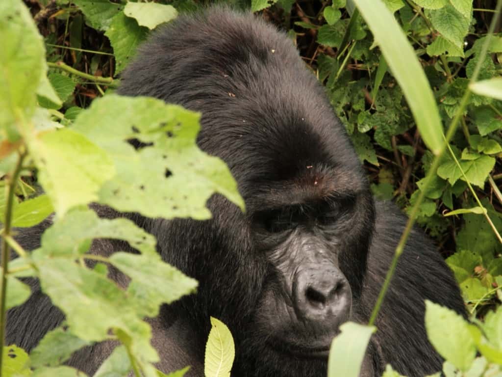 Male Silverback Gorilla in Uganda