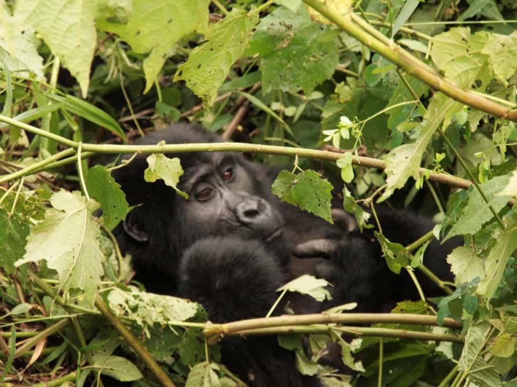 Mama Gorilla just hung out in the forest in Uganda