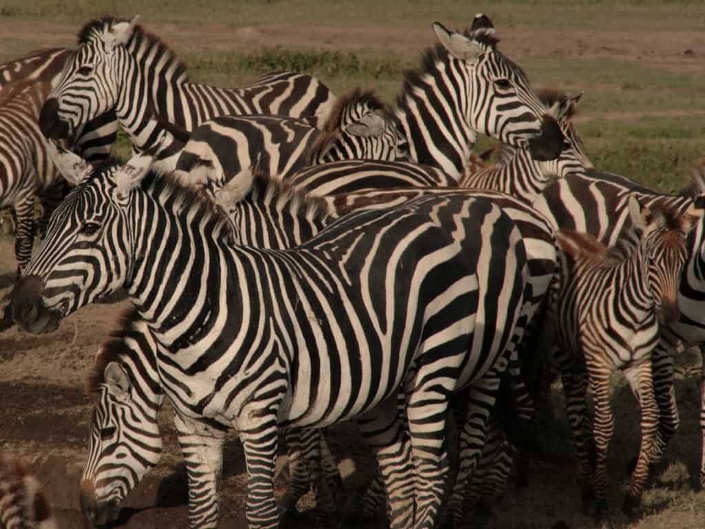 Zebras