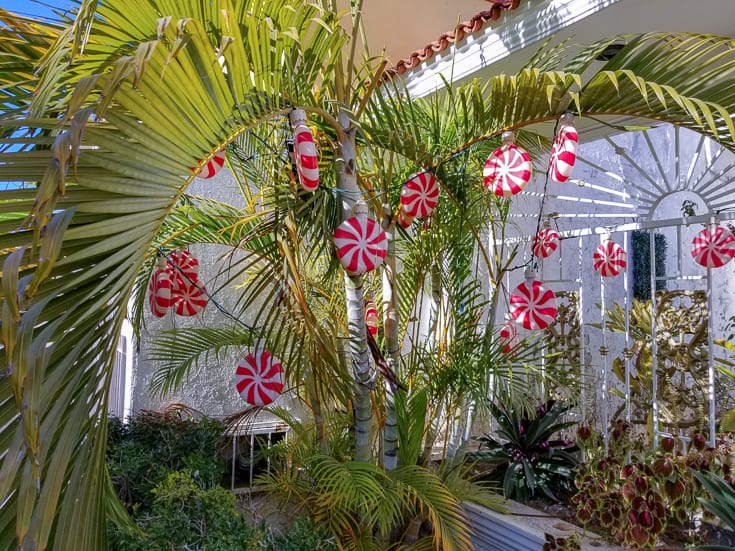 Christmas Decorations on Palm Tree in Mexico