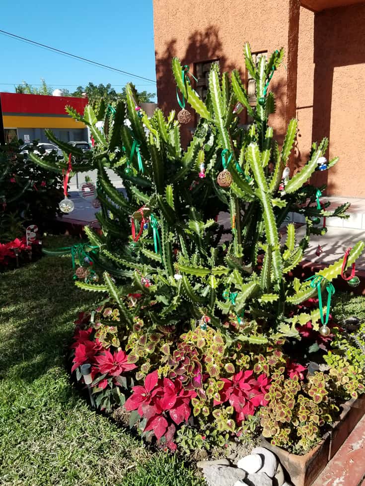 Christmas Cactus