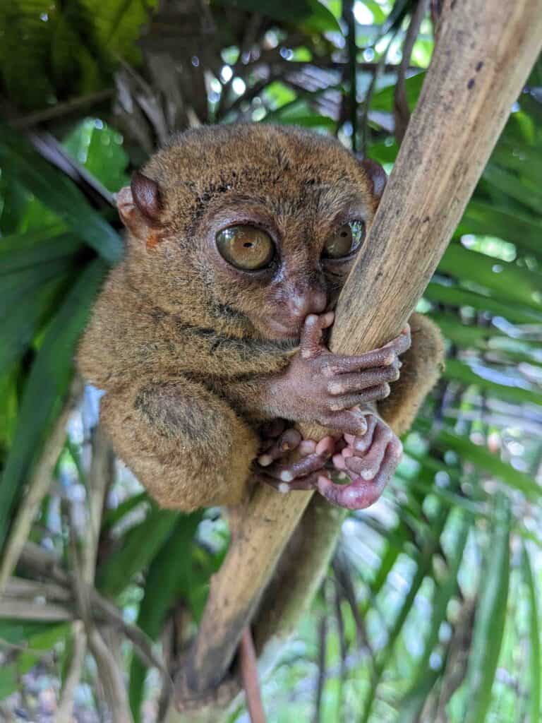 a tarsier