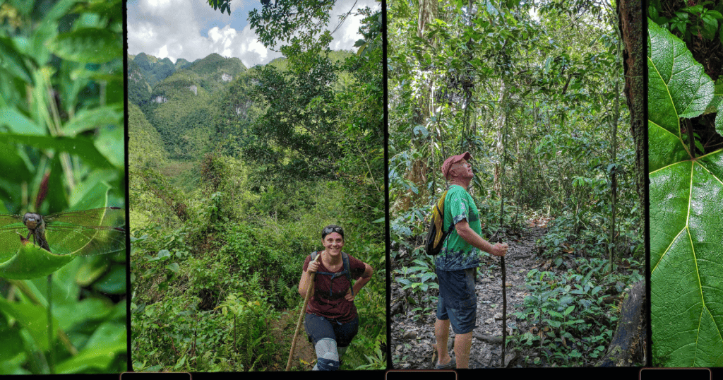 4 images of rainforest scenes including a large leaf, heather and Matt hiking in the rainforest and a bug.