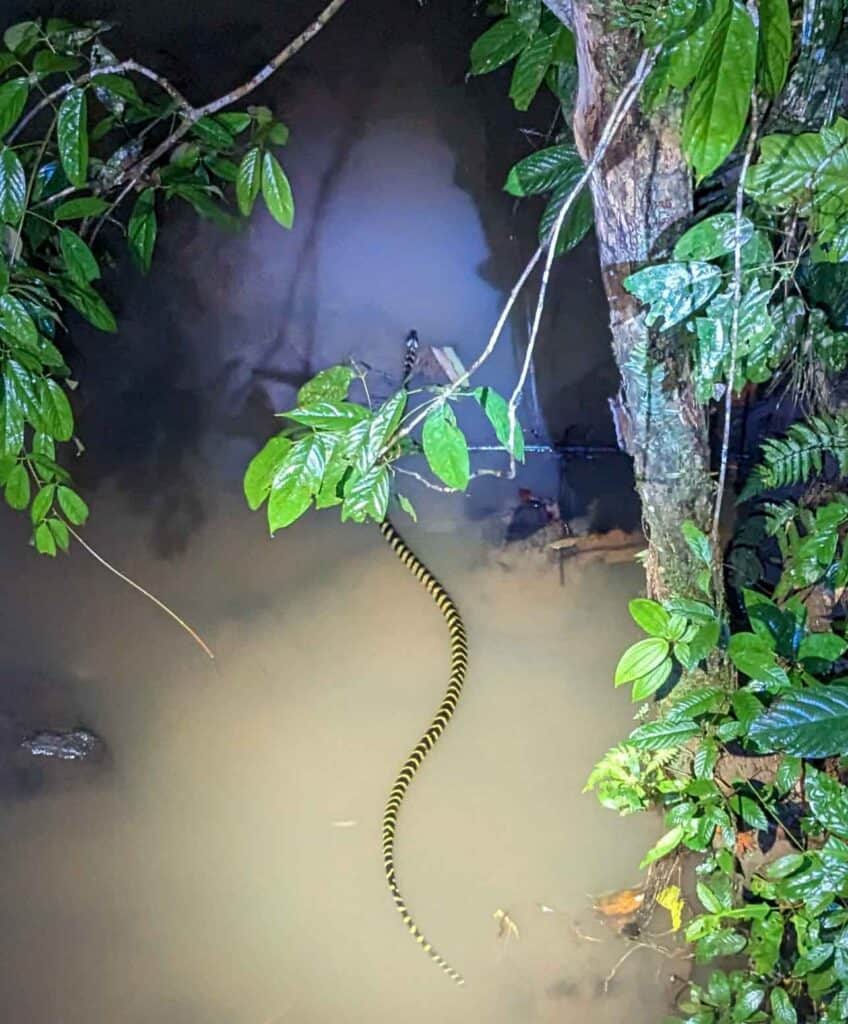 Snake swimming