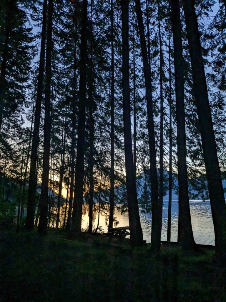Sunset through a forest