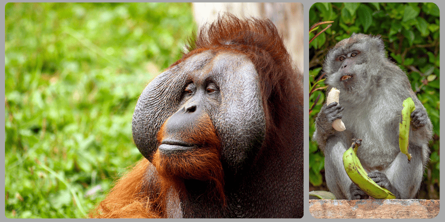 Orangutan and Macaque